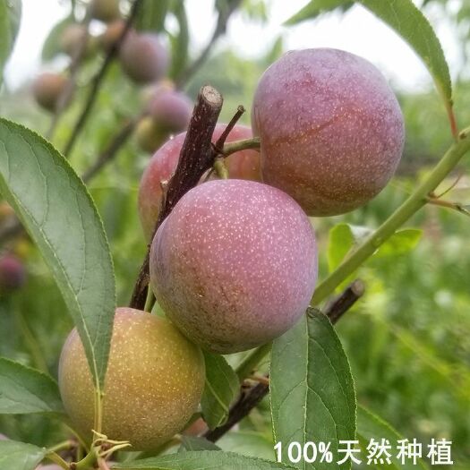 江安县 四川脆红李樱红李脱骨李好吃甜的很5斤起批发