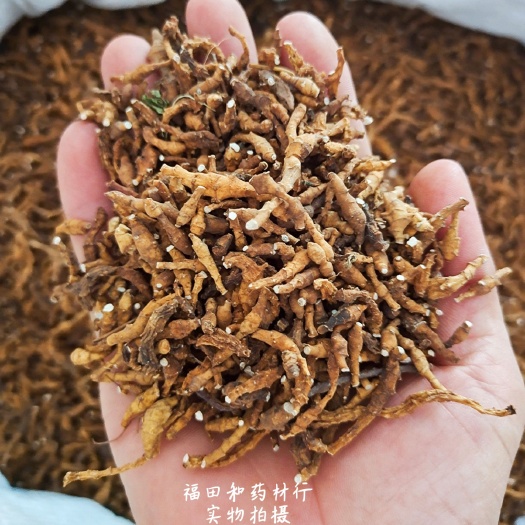 安国市九节菖蒲中药材精选新货 菖蒲 节菖蒲 小菖蒲 山西中条山菖