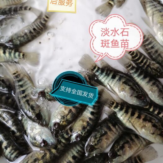 泉州淡水石斑鱼苗支持全国各地发货