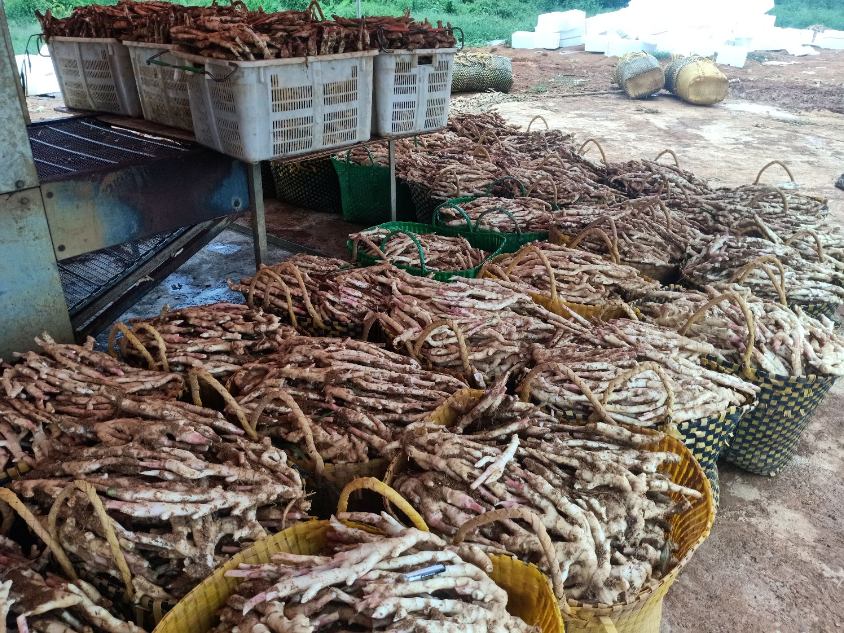 仔姜 精品嫩姜个大条行好包洗好