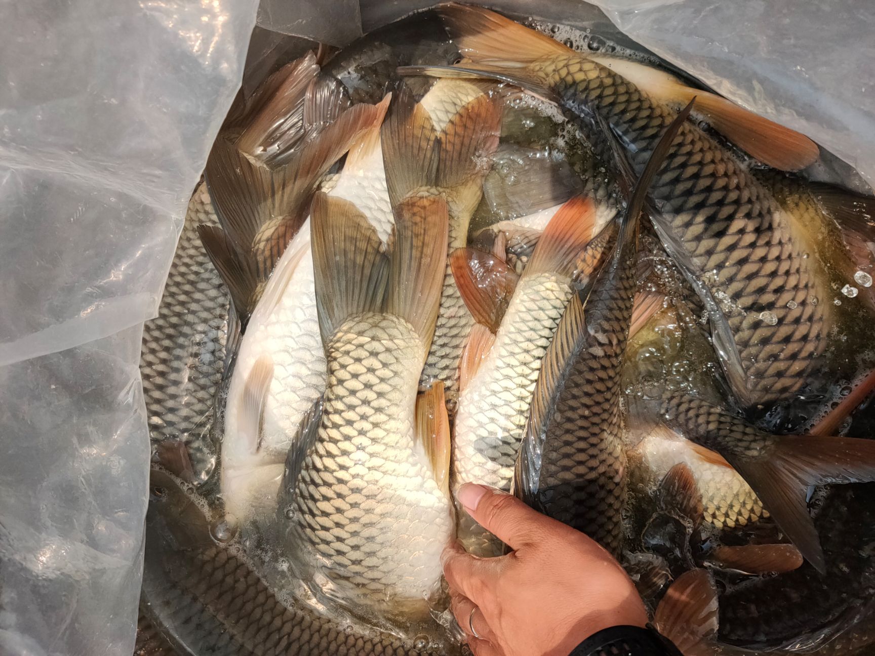  鲤鱼苗，建鲤F7，大河鲤鱼