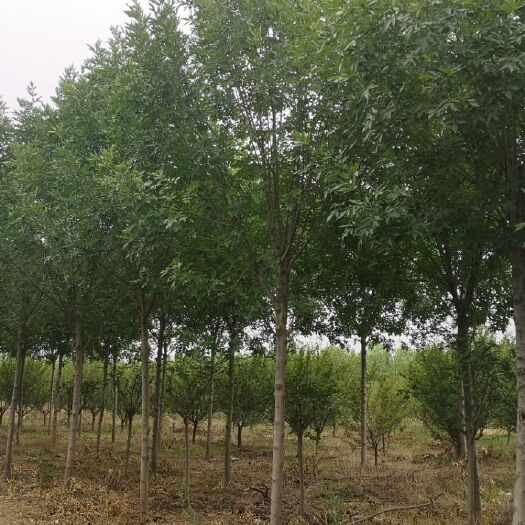  沣西新城 白蜡供应