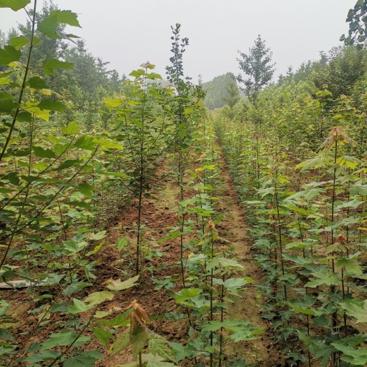 郯城县美国红枫