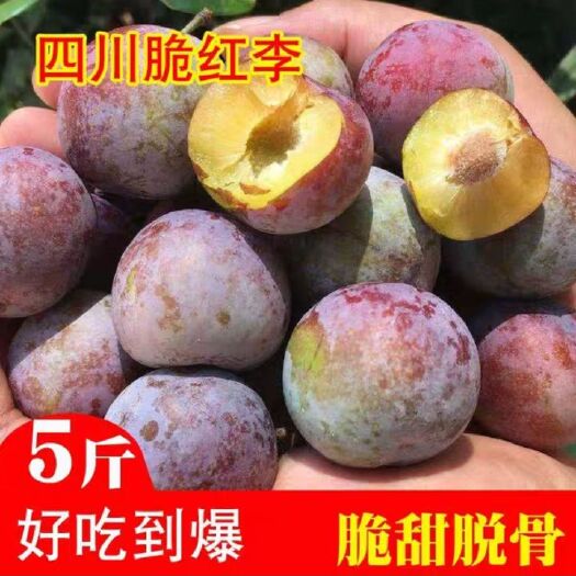 苍溪县四川脆红李