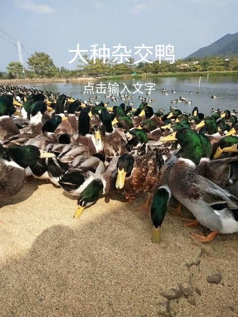 南宁杂交鸭苗