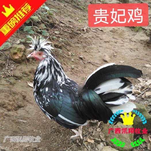 南宁贵妃鸡苗 纯正品种 孵厂直供 包疫苗