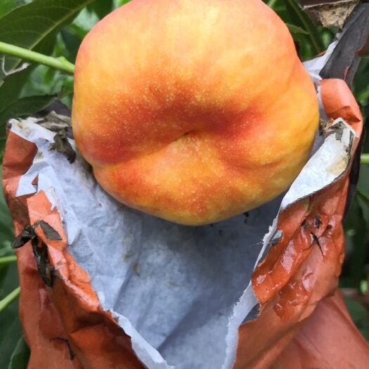 淮北黄金蜜蟠桃 黄金油潘桃