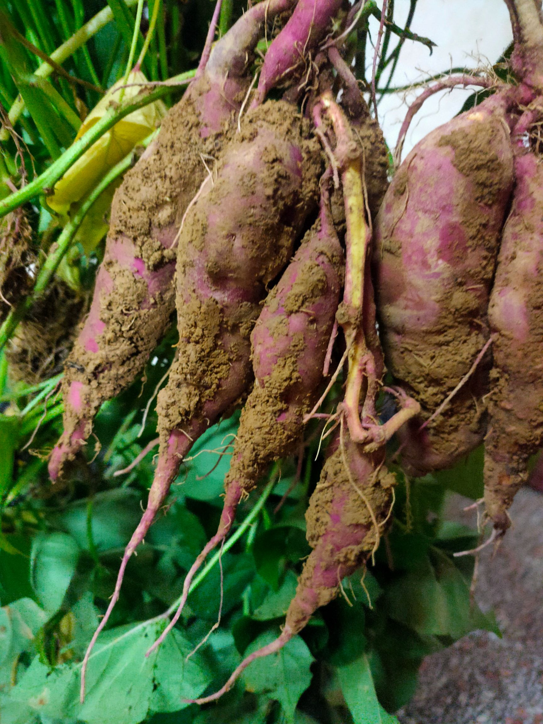 心香红薯 混装通货 红皮