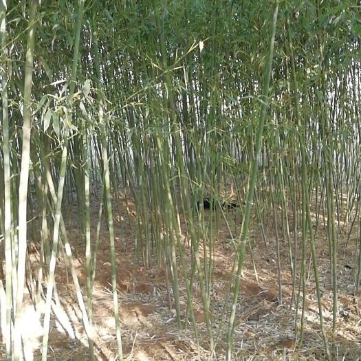 南京刚竹 本公司常年经营、早园竹、青竹、紫竹、金镶玉等工程绿化。