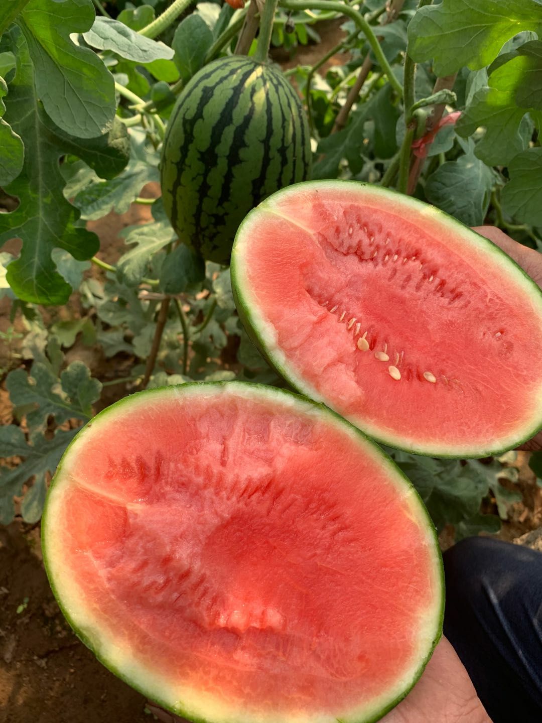  抚宁镇小吊西瓜