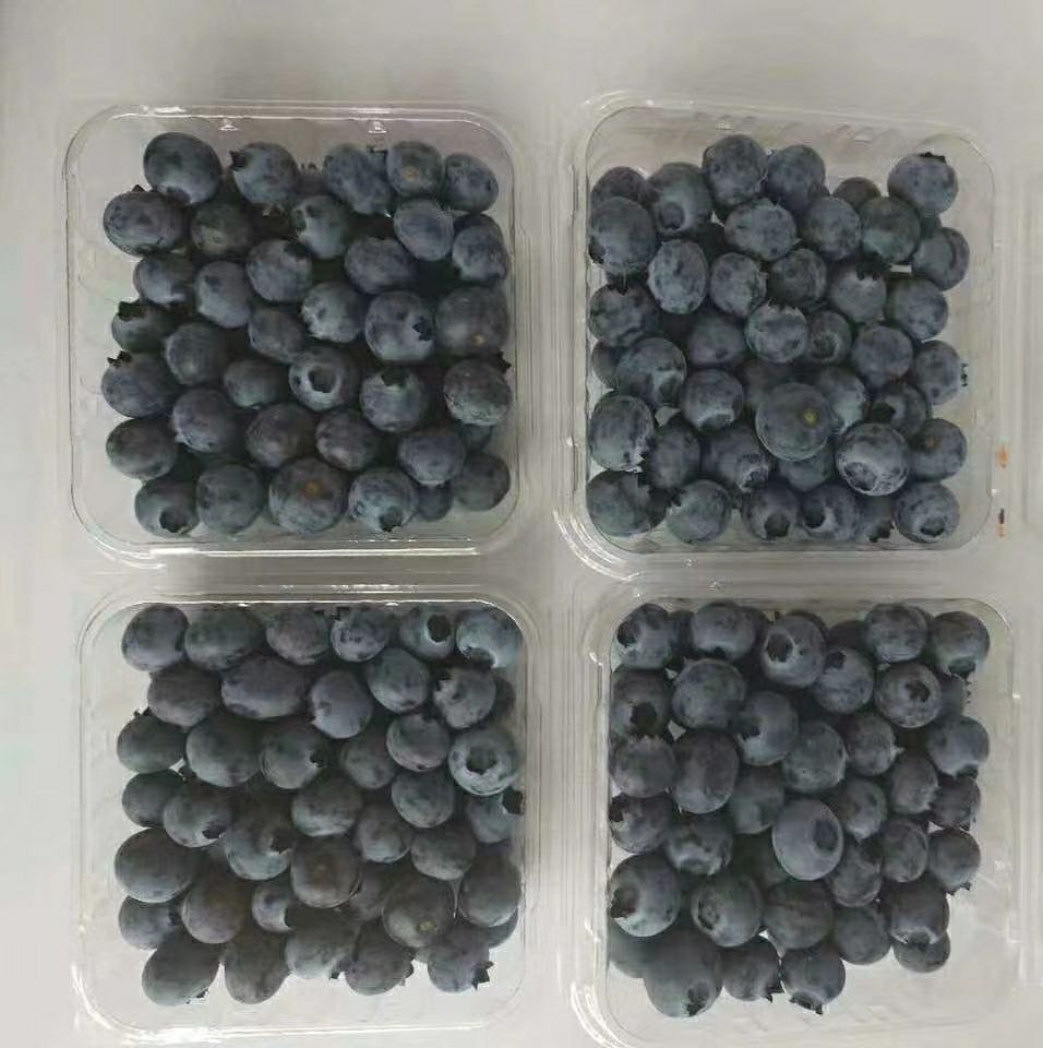  蓝莓