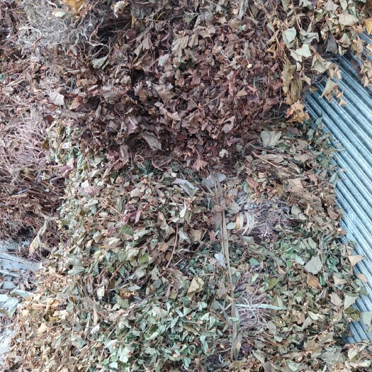 贵州铜仁野生晒干红茎鱼腥草干货药用折耳根全草干净无杂产地直发