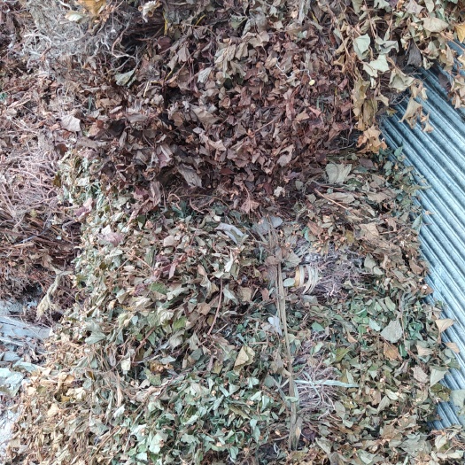 石阡县贵州铜仁野生晒干红茎鱼腥草干货药用折耳根全草干净无杂产地直发