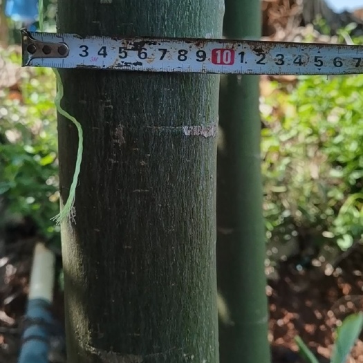湛江发财靓树