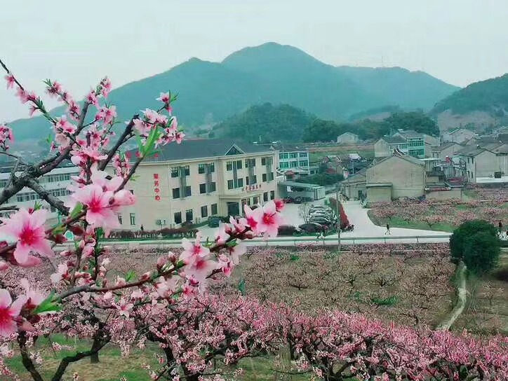  奉化水蜜桃 自己果园种植