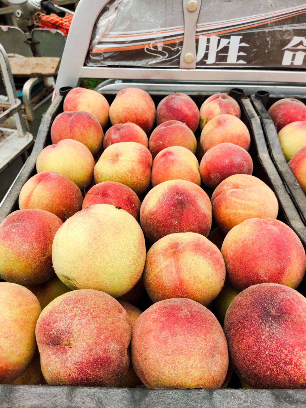  4两以上突围毛桃产地直销，全国发货，物流方便，