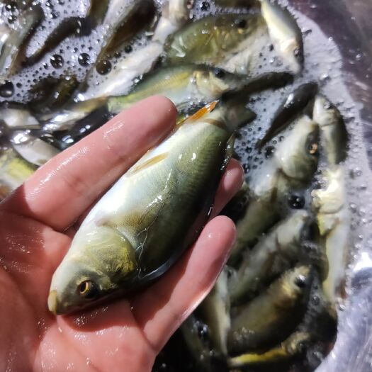 仁怀市 无甲鲤鱼，裸鲤鱼苗，裸斑