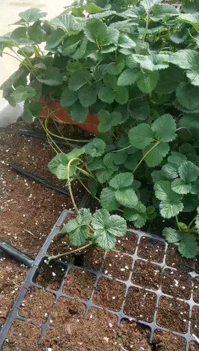 固安县脱毒草莓苗 甜查理蒙特瑞穴盘苗