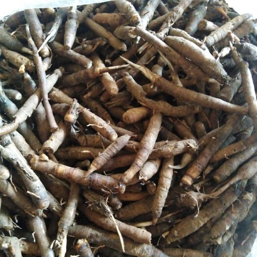 丘北县 仙茅出售