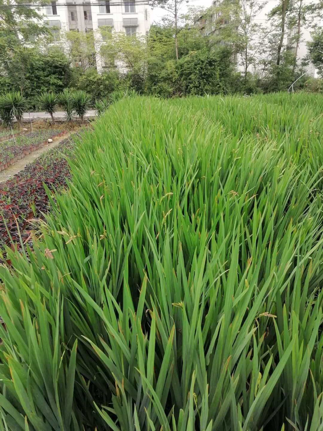  黄菖蒲杯苗/地苗 水生黄菖蒲 旱生黄菖蒲 规格齐全