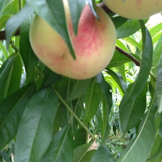 桐柏县艳红毛桃 70起每天可以发货2万斤