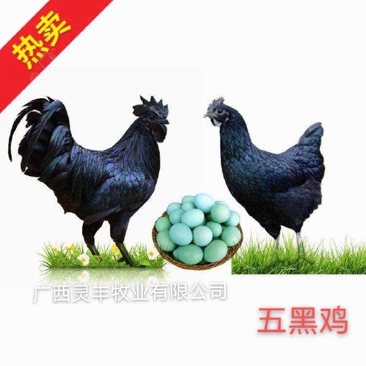 南宁纯正五黑鸡苗 质量保证 包疫苗包路损 量大从优。