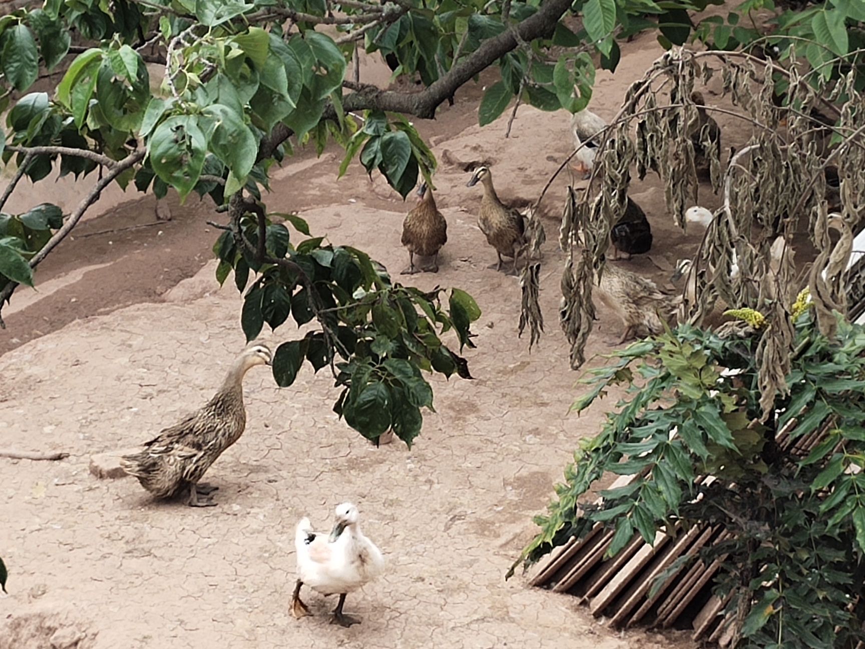 老鸭 4-5斤 母 半圈养半散养