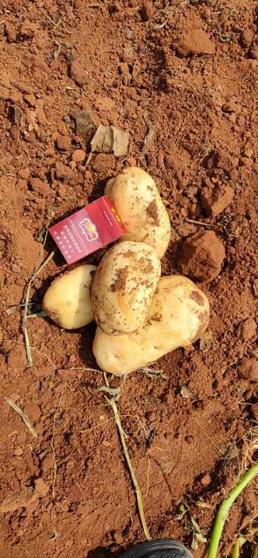  土豆，黄心土豆。88号。青暑9