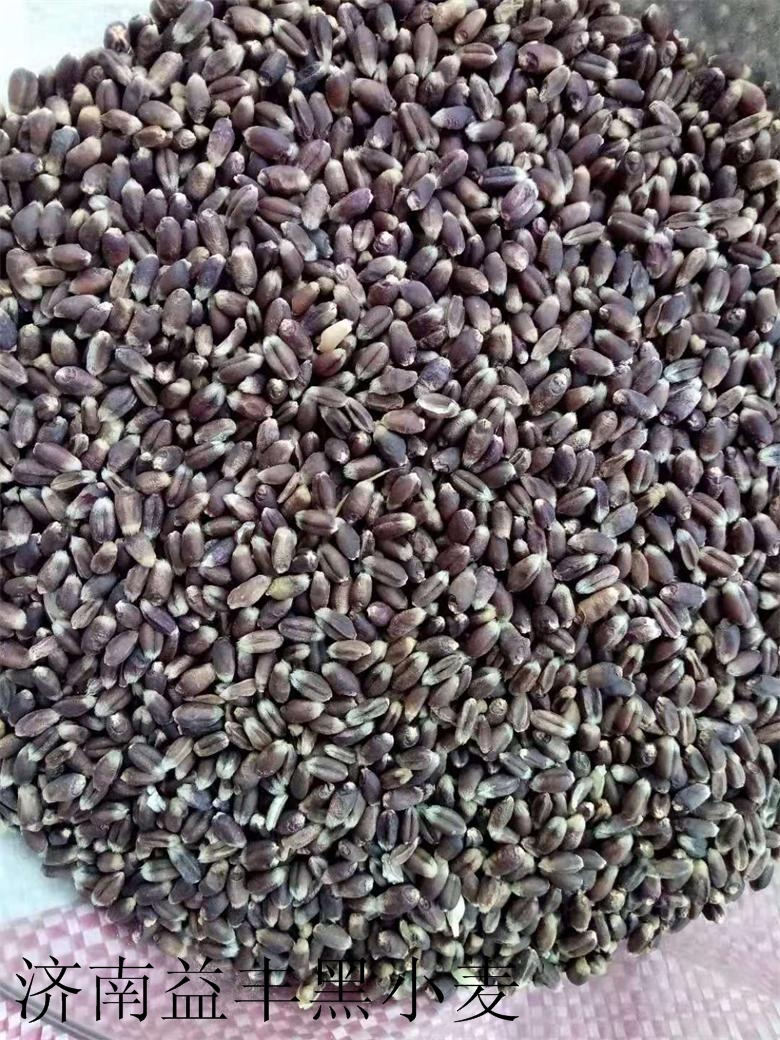 黑麦  黑小麦繁育基地大量供应优质黑小麦～量大优惠