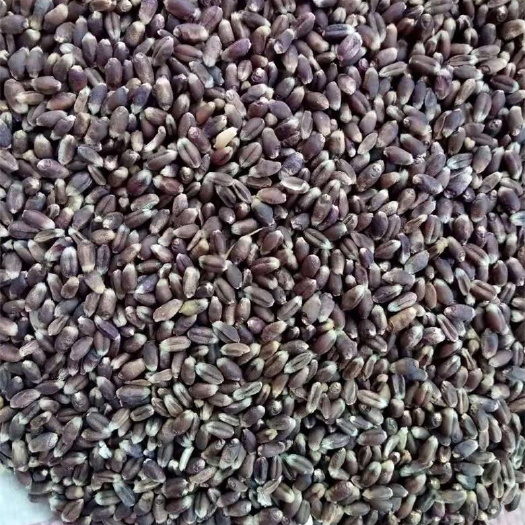 济南黑麦  黑小麦繁育基地大量供应优质黑小麦～量大优惠