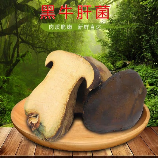 昆明 一件代发云南特色食用菌黑牛肝菌一级货
