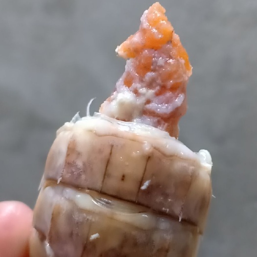 北海虾姑  皮皮虾  赖尿虾  爬爬虾
