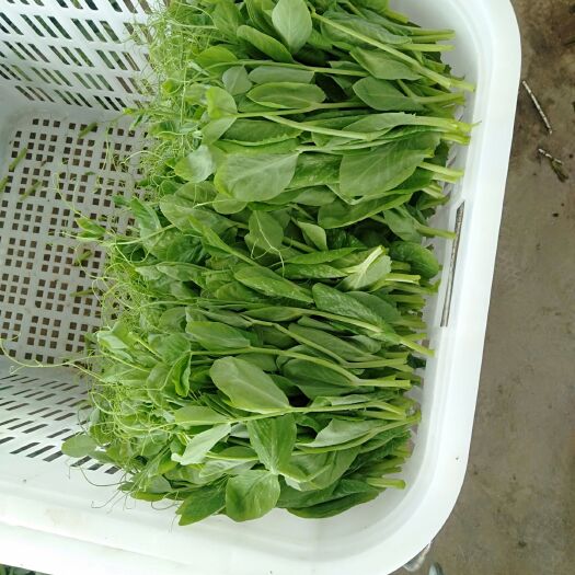 玉树市豌豆苗  豌豆尖