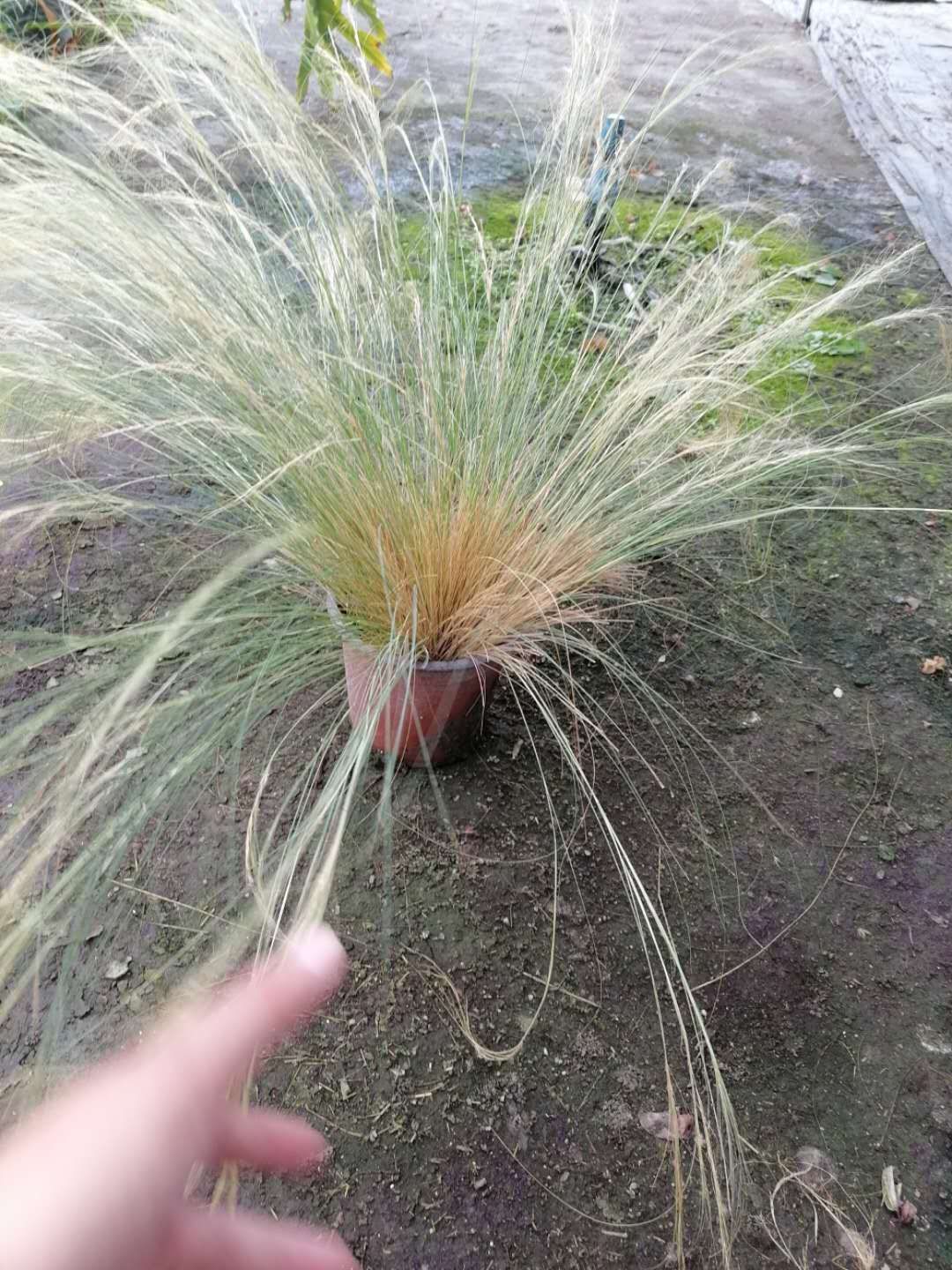 细叶针芒 针芒双色杯 冠幅30公分以上 高度20公分左右 量大从优
