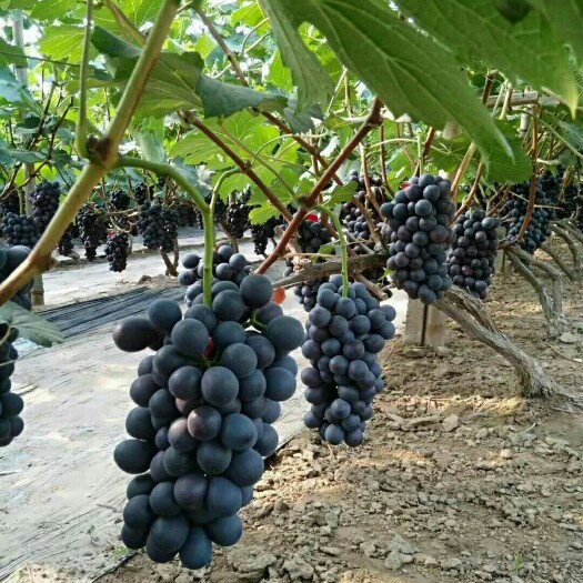 威县 精品葡萄，货源充足，产地销售