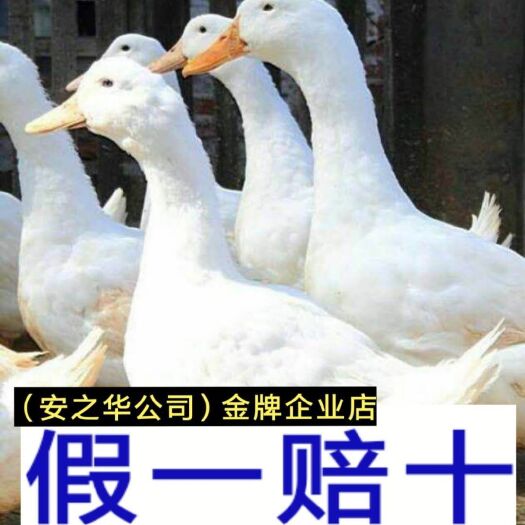 南宁桂柳白鸭苗，承诺:假一赔十