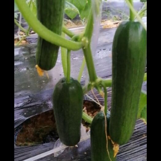 寻乌县水果黄瓜 15~25cm