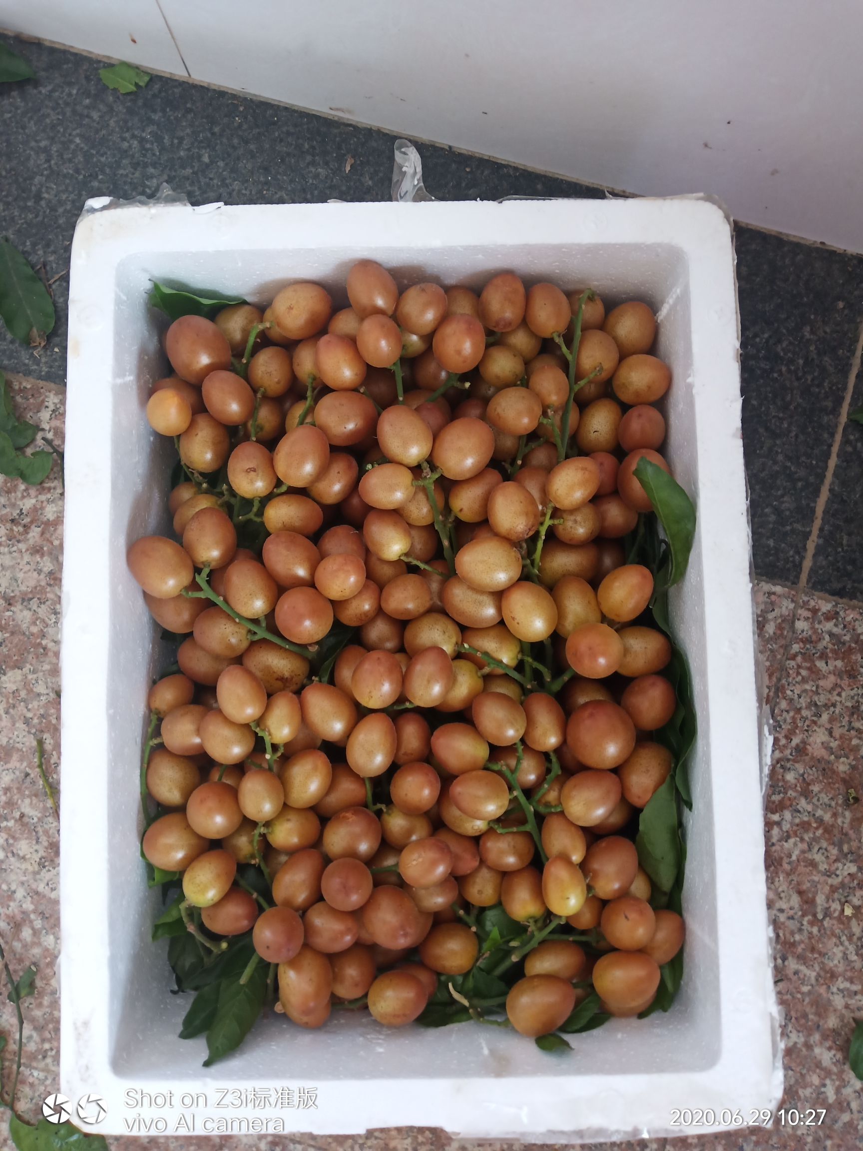  风梢贵妃黄皮，果够熟够甜