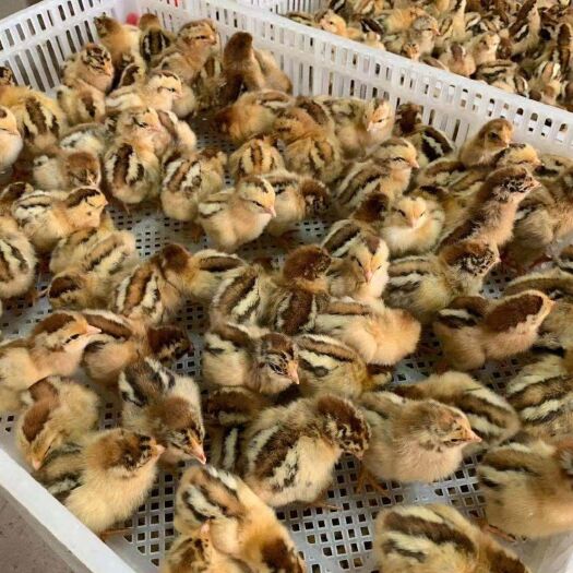 郓城县 优质鸡苗品种齐全，欢迎选购