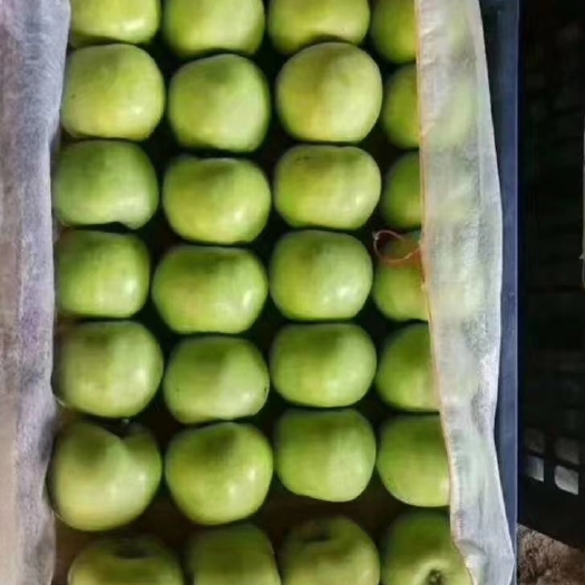 辛集市 苹果