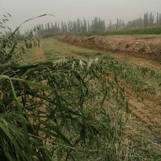 玉门市 甘肃燕麦草 燕麦草批发 燕麦草种植基地 燕麦草 燕麦草种子