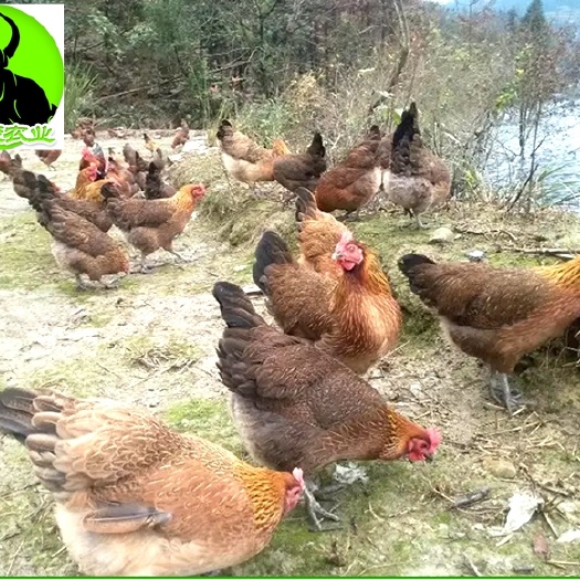 南宁 快大青脚麻鸡苗批发孵化场直发包打出厂疫苗