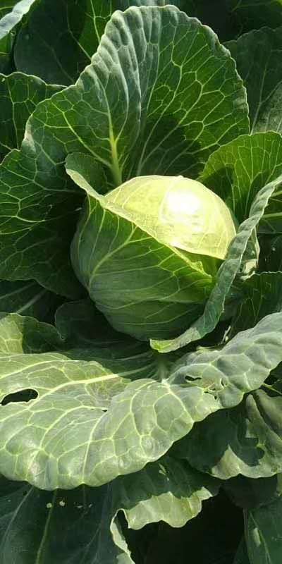 绿甘蓝 甘兰，量大货好