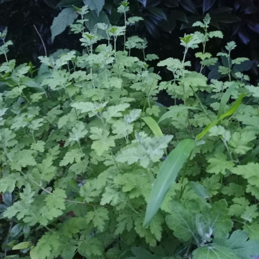 余姚市野菊花苗