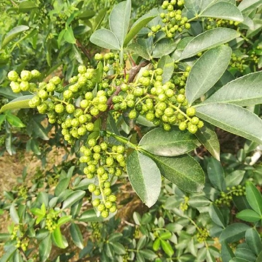 盐源县藤椒 天然无污染，干青椒，