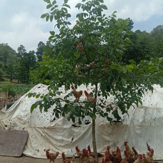 六盘水 二号土鸡，肉质细腻，汤清甜透明回味，中药养殖，保健食材。