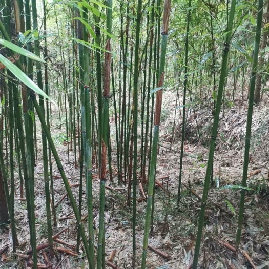 筠连县 苦竹
