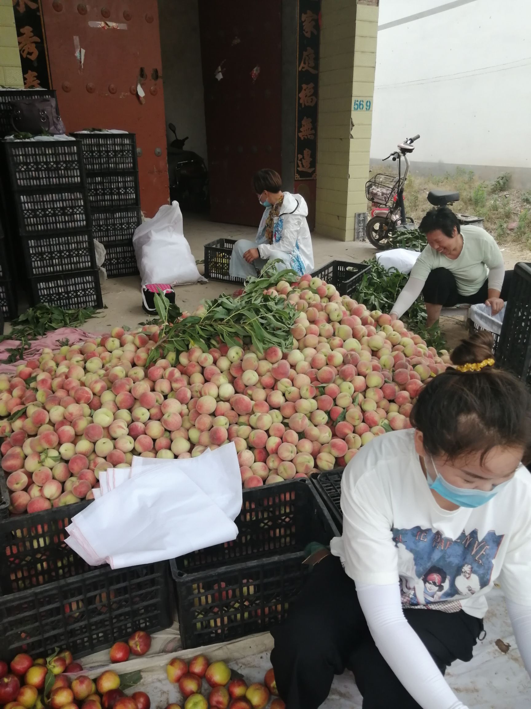  优质毛桃有名，早丰王，大量上市价格低，质量好