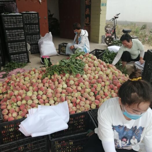 虞城县 优质毛桃有名，早丰王，大量上市价格低，质量好