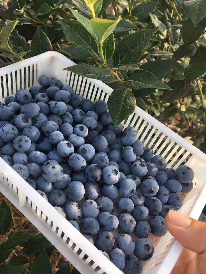  蓝莓